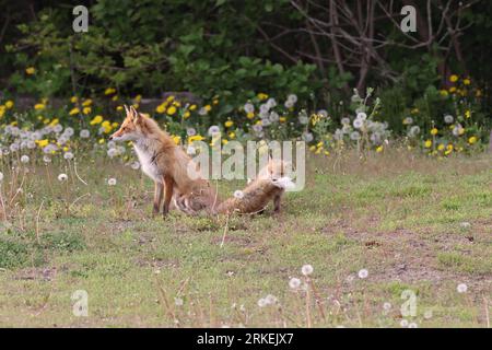 Ezo renard rouge avec oursons Hokkaido, Japon Banque D'Images