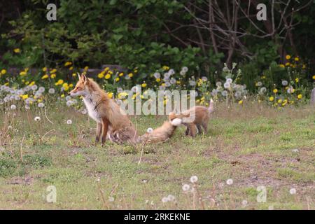 Ezo renard rouge avec oursons Hokkaido, Japon Banque D'Images