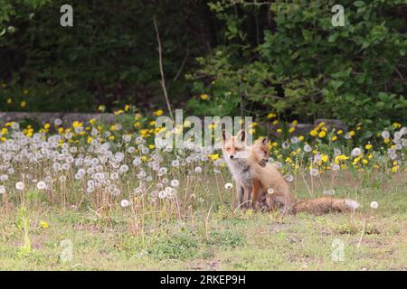 Ezo renard rouge avec oursons Hokkaido, Japon Banque D'Images
