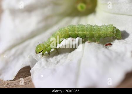 chenille verte sur fleur blanche Banque D'Images