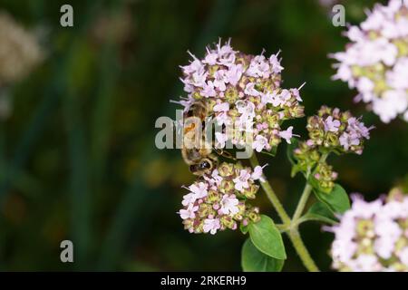 Apis mellifera abeille de miel de l'Ouest dans la prairie sauvage sur le trèfle de pierre Banque D'Images