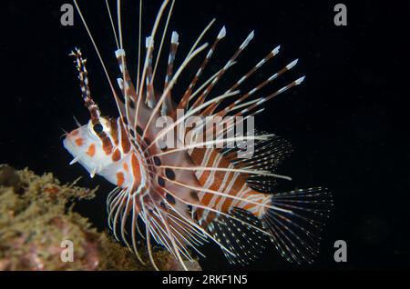 Spotfin Lionfish, Pterois antennata, site de plongée Maulana Jetty, Banda Neira, Maluku, mer de Banda, Indonésie Banque D'Images