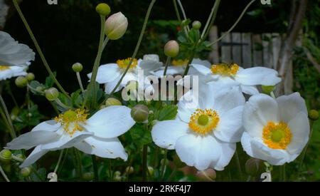 Anémone x hybrida en bordure estivale Banque D'Images