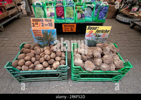 Buddha Palm et Jericho Rose bulbes à vendre à Bloemenmarkt, marché aux fleurs flottant sur le canal Singel, Amsterdam, pays-Bas Banque D'Images