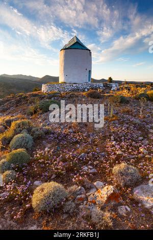 Ancien moulin à vent et la fin du printemps des fleurs sur l'île de Kimolos en Grèce. Banque D'Images