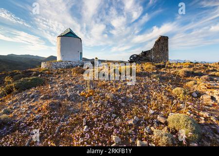 Vieux moulins à vent et fleurs de la fin du printemps sur l'île de Kimolos en Grèce. Banque D'Images