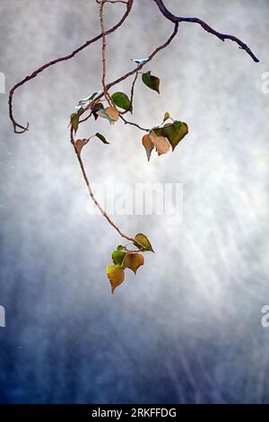 Branche avec des feuilles de peuplier. Populus sp. Banque D'Images