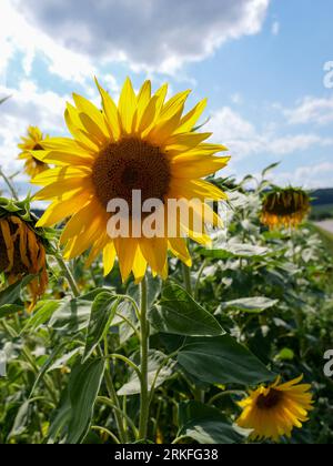 le beau tournesol parmi les fleurs fanées Banque D'Images