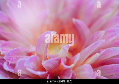 Macro shot de fleur de dahlia rose. Banque D'Images