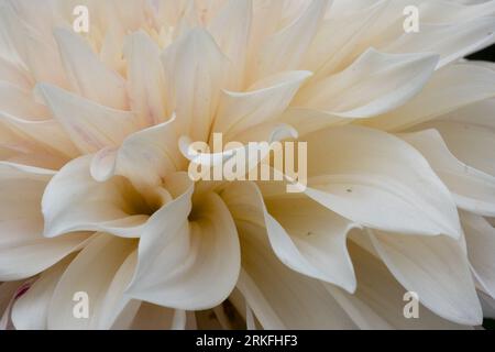 Macro shot de fleur de dahlia de couleur crème. Banque D'Images