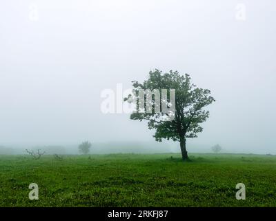 Un seul arbre solitaire dans un champ Foggy Farm dans la brume du matin et la brume , copier l'espace pour le texte. Photo de haute qualité Banque D'Images