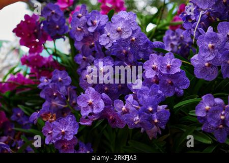 Bouquet de fleur violette de phalaenopsis en fleur Banque D'Images