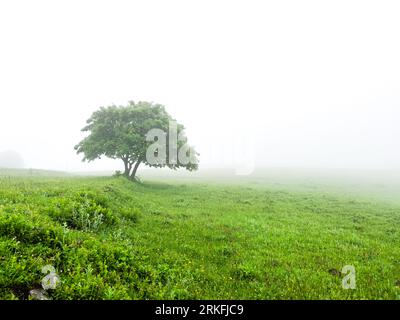 Un seul arbre solitaire dans un champ Foggy Farm dans la brume du matin et la brume , copier l'espace pour le texte. Photo de haute qualité Banque D'Images