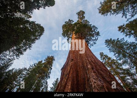 Séquoia géant au parc national de King's Canyon, Californie. Banque D'Images