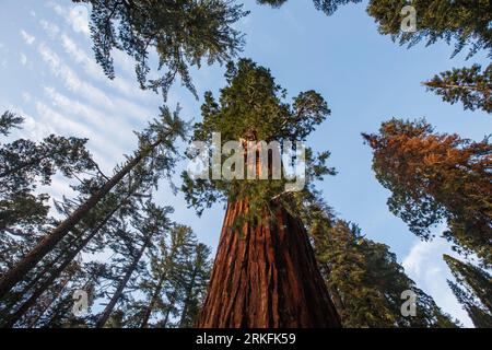 Séquoia géant au parc national de King's Canyon, Californie. Banque D'Images