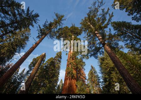 Séquoia géant au parc national de King's Canyon, Californie. Banque D'Images