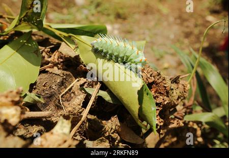 chenille Attacus lorquini, papillon de Lorquin Phillipinea, famille de papillons Saturniidae, l'un des plus grands papillons du monde, Luzon, Philippines Banque D'Images