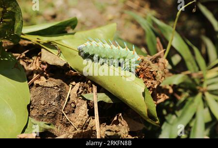 chenille Attacus lorquini, papillon de Lorquin Phillipinea, famille de papillons Saturniidae, l'un des plus grands papillons du monde, Luzon, Philippines Banque D'Images