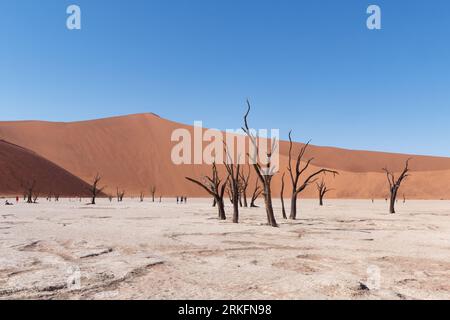 Une vue panoramique de Deadvlei dans le parc national Namib-Naukluft en Namibie Banque D'Images
