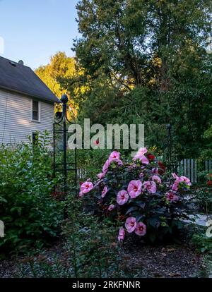 Beau jardin avec un joli buisson ou arbuste hibiscus rustique avec d'énormes fleurs roses et un treillis de jardinage obélisque en métal un matin d'été. Banque D'Images