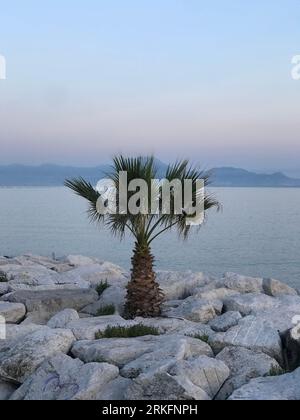 Une scène de plage pittoresque avec un palmier solitaire debout dans le sable entre deux grands rochers, avec le plan d'eau en arrière-plan Banque D'Images