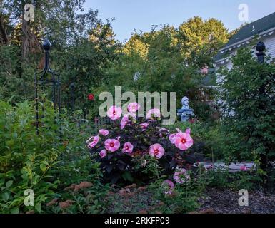 Fleurs roses sur un arbuste hibiscus robuste avec un treillis de jardin d'obélisques en métal et une sculpture intitulée « le cycliste » à la maison historique Thomas Lacy Banque D'Images