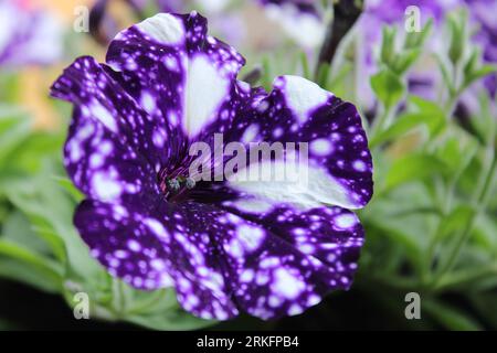 Photo macro d'un arrangement floral de pétunia vibrant avec de délicates fleurs violettes et blanches Banque D'Images