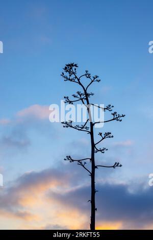 Un seul arbre mature se dresse en silhouette contre un ciel bleu vif Banque D'Images