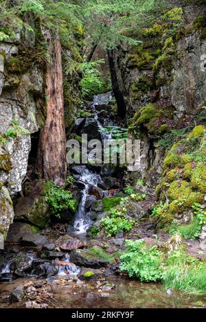 Une scène tranquille avec un ruisseau peu profond coulant doucement devant un arbre luxuriant entouré d'un feuillage luxuriant Banque D'Images