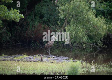 Une grande grue de berger (Aramus guarauna) perchée dans une voie navigable tranquille, entourée d'arbres luxuriants Banque D'Images