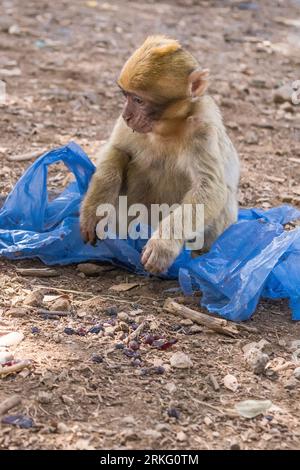 Un jeune singe macaque barbare ou singe, assis par terre à la recherche de nourriture dans un sac en plastique, dans le pays du Maroc, Afrique du Nord Banque D'Images