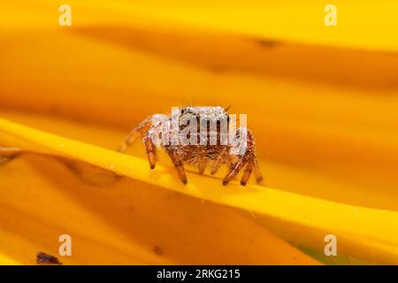 Gros plan macro d'une araignée Phidippus debout sur un pétale jaune Banque D'Images