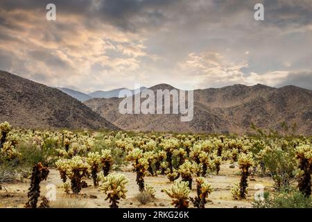 Cactus de la Jolla et ciel étoilé avec des nuages sombres dans le parc national de Joshua Tree, Californie Banque D'Images