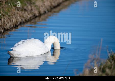 Cygne qui vient d'insérer sa tête sous l'eau Banque D'Images