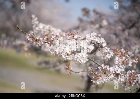 Une scène vibrante de cerisiers en fleurs en pleine floraison, dans un parc tranquille et dans un cadre de rue Banque D'Images