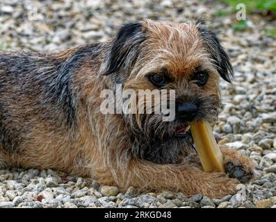 Border Terrier.Dog s'est allongé à mâcher sur du gravier Banque D'Images