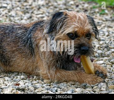 Border Terrier.Dog s'est allongé à mâcher sur du gravier Banque D'Images