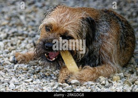 Border Terrier.Dog s'est allongé à mâcher sur du gravier Banque D'Images