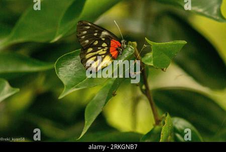 Gros plan d'un papillon Jezebel (Delias pasithoe) perché au sommet d'une feuille luxuriante Banque D'Images