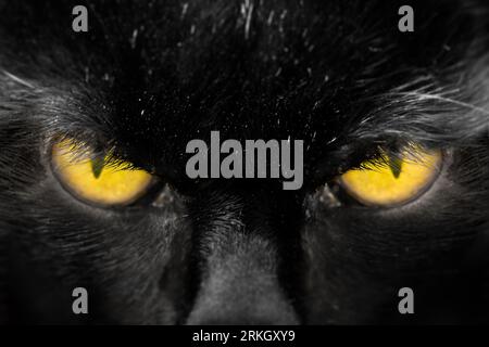 Beaux yeux de chats ambrés se ferment droit devant eux. Visage noir d'animal domestique de chat Banque D'Images