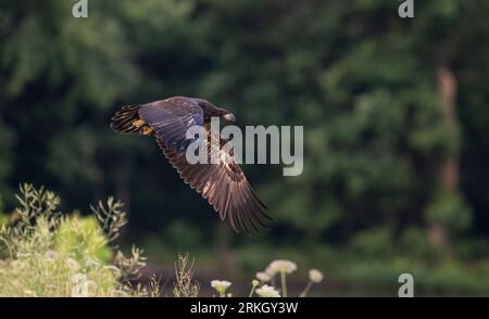 Un aigle à queue blanche s'élève dans le ciel au-dessus d'une rivière tranquille entourée d'une végétation luxuriante, y compris des arbres et des buissons Banque D'Images