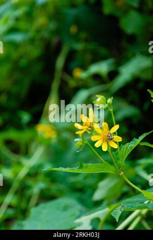 Abeille recueille le nectar de fleurs sauvages jaunes en fleurs Banque D'Images