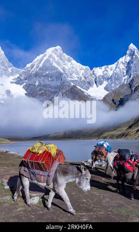 Ânes emballés pour déplacer camp, lac Carhuacocha, montrant Mt Yerupaja Chico et Mt Jirisanca Grande, Cordillera Huayhuash circuit de trekking Banque D'Images