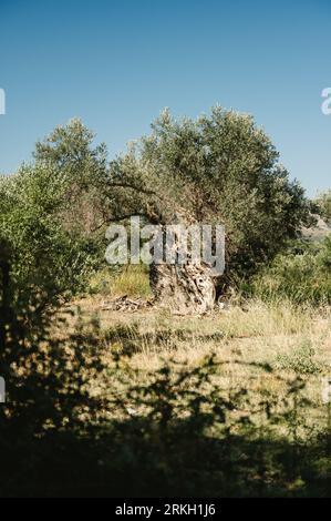 Un ancien olivier situé dans la région de Crète, en Grèce, estimé à plus de 2000 ans Banque D'Images