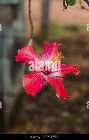 Fleur d'hibiscus rouge dans le jardin Banque D'Images