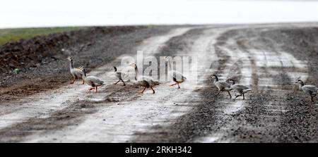Bildnummer : 55679227 Datum : 04.08.2011 Copyright : imago/Xinhua (110804) -- QINGHAI, 4 août 2011 (Xinhua) -- un groupe d'oies à tête de barre traversent la route près du lac Ngoring dans le comté de Maduo, province du Qinghai au nord-ouest de la Chine, 4 août 2011. Ces dernières années, les gouvernements locaux ont déployé des efforts pour protéger le lac Gyaring et le lac Ngoring, les deux plus grands lacs d’eau douce aux sources du fleuve jaune. À mesure que l'environnement écologique de la région des zones humides s'améliore, de riches espèces d'oiseaux sauvages y ont été attirées. (Xinhua/Wu Guangyu) (lj) CHINE-QINGHAI-PROTECTION DES ZONES HUMIDES (CN) pu Banque D'Images