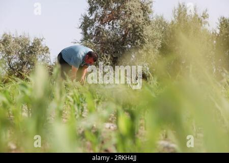 (230825) -- YULI, 25 août 2023 (Xinhua) -- Arkin Reyim vérifie la croissance du maïs dans le village de Bax Mali du comté de Yuli, dans la région autonome ouïgour du Xinjiang, au nord-ouest de la Chine, 17 août 2023. Août est le moment où Arkin Reyim prend soin des boules de coton dans sa ferme de coton de plus de 300 mu (20 hectares) dans le village de Bax Mali dans le comté de Yuli. Après les semis de printemps cette année, une chute soudaine de la température en mai a presque détruit sa ferme. Grâce à ses expériences, Arkin Reyim a semé à nouveau dans le temps et a rattrapé la perte. Outre le champ de coton, Arkin Reyim plante également des cors, élève des moutons et de l'oxe Banque D'Images