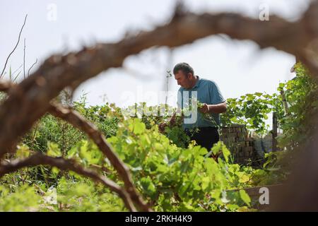 (230825) -- YULI, 25 août 2023 (Xinhua) -- les mauvaises herbes d'Arkin Reyim près des plateaux de raisins dans la cour de son champ de coton dans le village de Bax Mali du comté de Yuli, dans la région autonome ouïgour du Xinjiang, au nord-ouest de la Chine, 18 août 2023. Août est le moment où Arkin Reyim prend soin des boules de coton dans sa ferme de coton de plus de 300 mu (20 hectares) dans le village de Bax Mali dans le comté de Yuli. Après les semis de printemps cette année, une chute soudaine de la température en mai a presque détruit sa ferme. Grâce à ses expériences, Arkin Reyim a semé à nouveau dans le temps et a rattrapé la perte. Outre le champ de coton, Arkin Reyim a également pla Banque D'Images