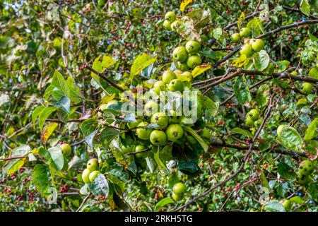 Un pommier Norfolk hedgerow chargé de pommes de crabe sauvage. Banque D'Images