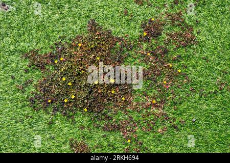Mauvaises herbes poussant à travers l'astrogazon ou l'herbe artificielle. Banque D'Images
